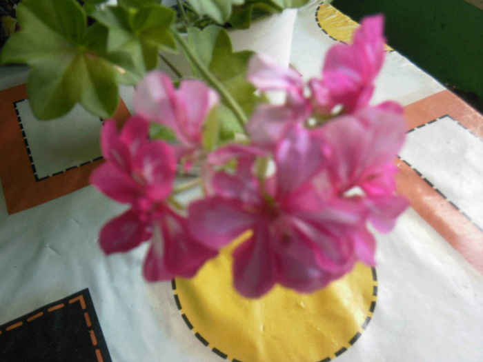 Detaliu floare muscata curgatoare roz satirat