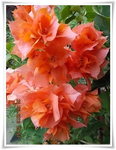 DSCN6877 - flori diverse 2013