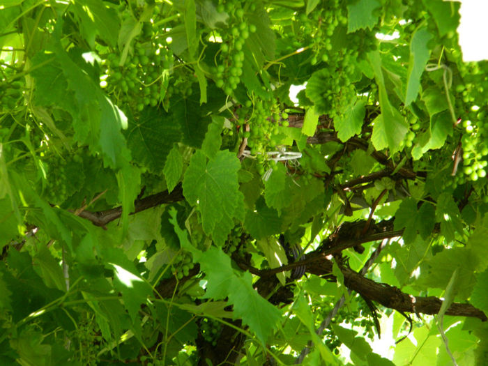 DSCN3185 - 2 IUNIE 2013
