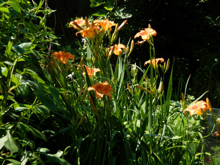 DSCN3653 - 2 IUNIE 2013