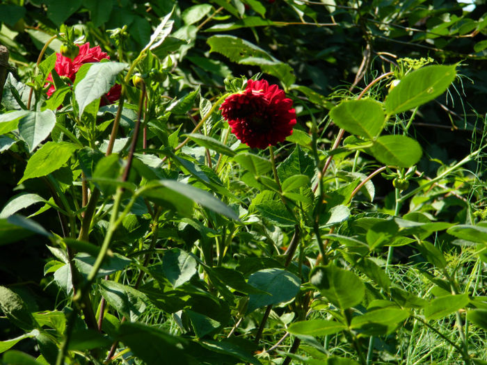 DSCN3656 - 2 IUNIE 2013