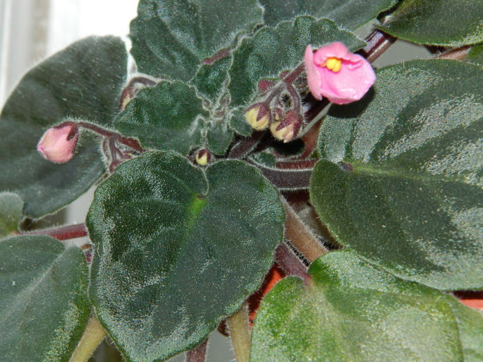 DSCN3684 - 2 IUNIE 2013