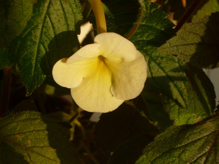 Himalayan Sunrise - Achimenes 2013