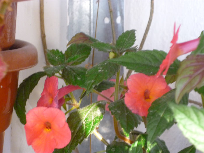 Orange Delight - Achimenes 2013