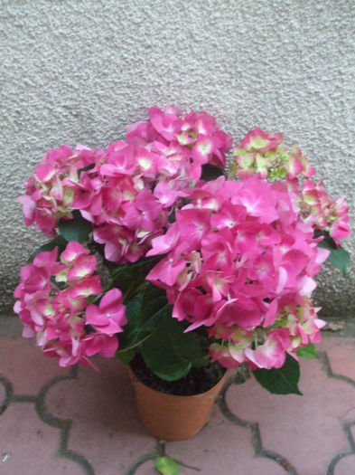 DSCF1899 - vara 2013