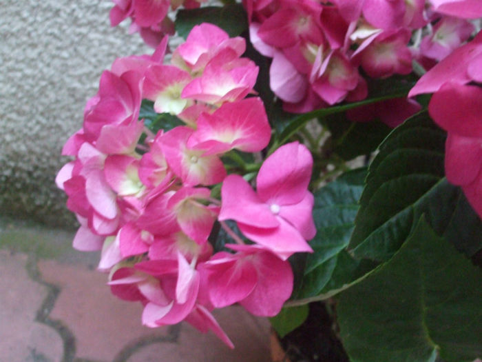 DSCF1900 - vara 2013