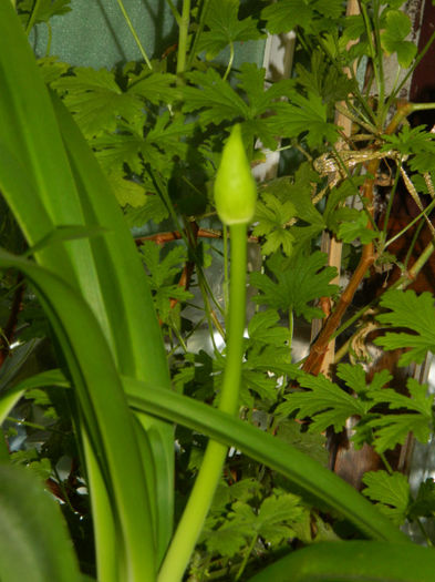 DSCN3010
