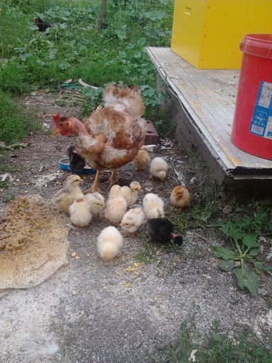 2013-06-19 19.32.34 - Puisori si bobocei