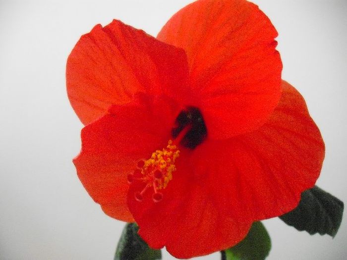 Cairo Red