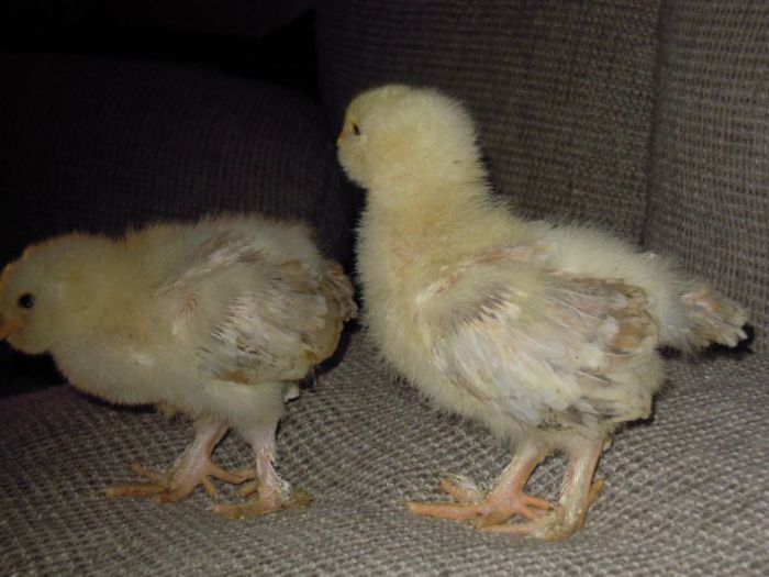 faverolles  2 puici 12 zile