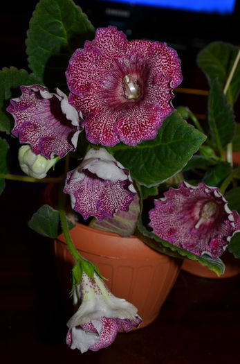 Vishnevaja Metal Arianna si Emilia