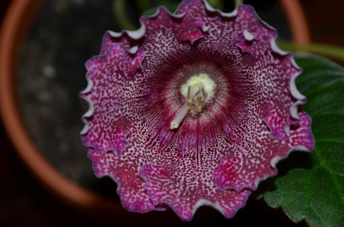 Vishnevaja Metal Emilia