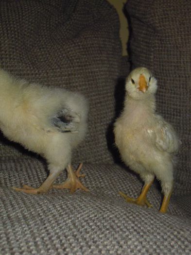 orloff puica; 12 zile pt UNiku
