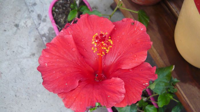 Picture 3967 - x 2013 Hibiscus rosa sinesis