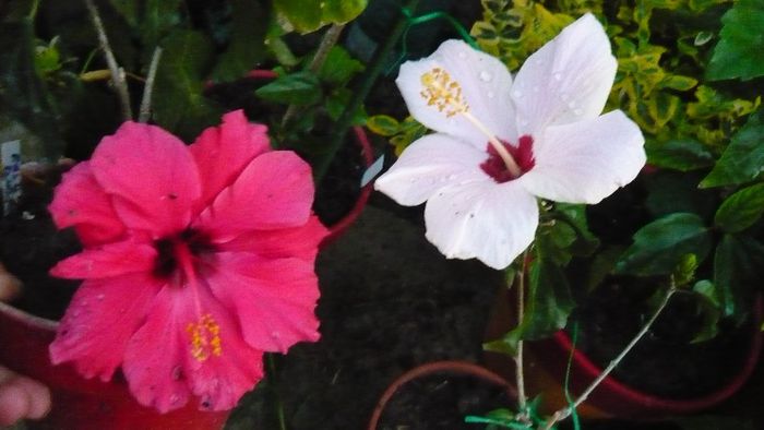 Picture 3970 - x 2013 Hibiscus rosa sinesis
