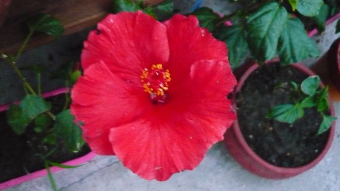 Picture 3973 - x 2013 Hibiscus rosa sinesis