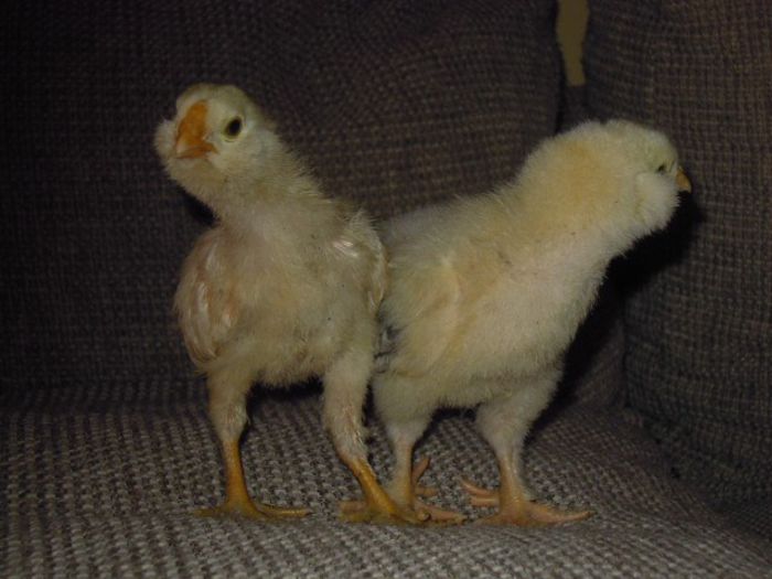 pt UNiku,orloff si faverolles 12 zile