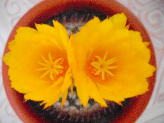 Parodia Mutabilis - Mammillaria 2013