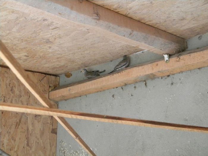 DSCN6255 - Turturica de Peru