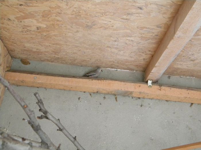 DSCN6260 - Turturica de Peru