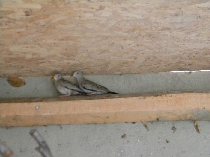 DSCN6261 - Turturica de Peru