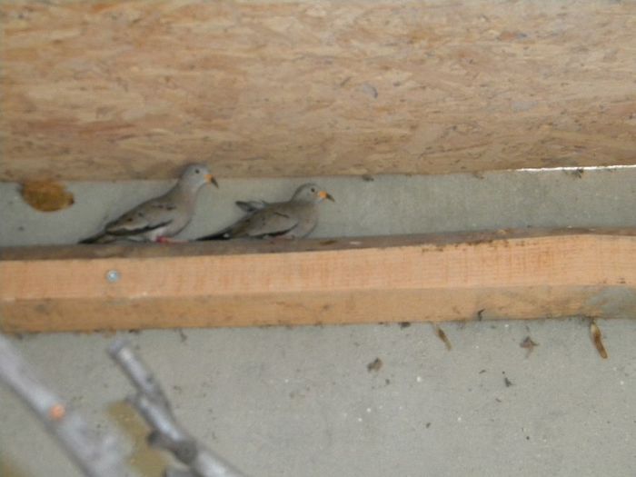 DSCN6262 - Turturica de Peru