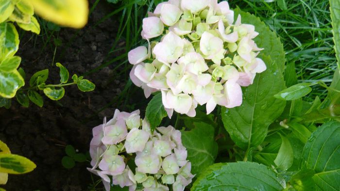 Picture 3919 - hortensia