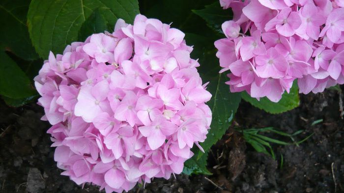Picture 3968 - hortensia