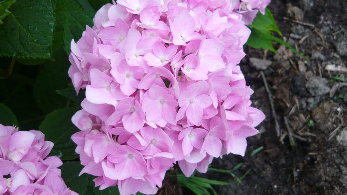 Picture 3969 - hortensia