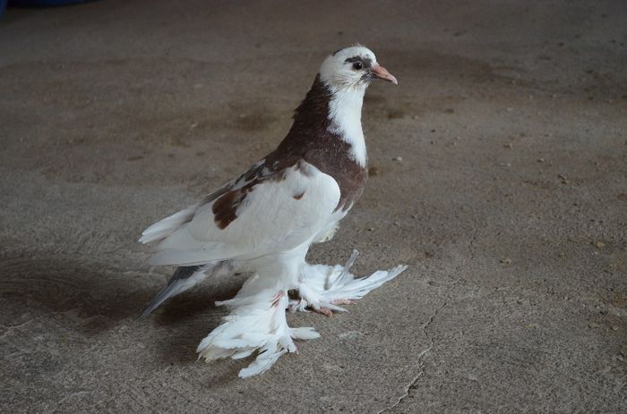 DSC_0083; Metis_dominican&pomerania_35zile
