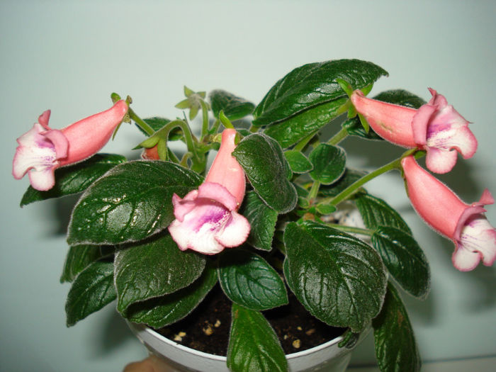DSC07739 - FLORI 2013