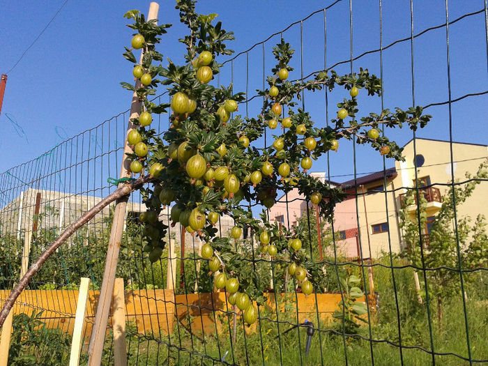 Agrise albe