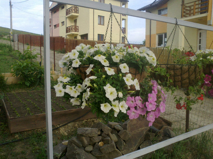 COs petunii 2