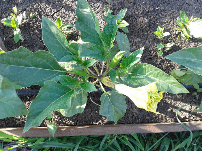 Datura triplu alb