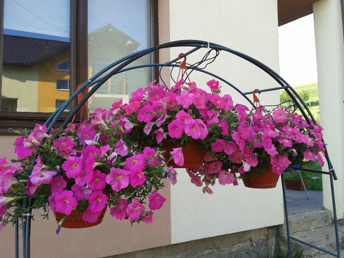 pergola petunii