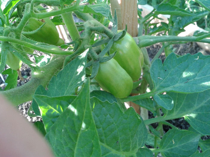 San marzano Nano buchet fructe