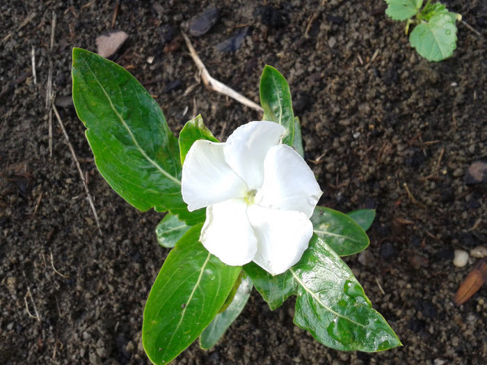 Vinca Alb 1