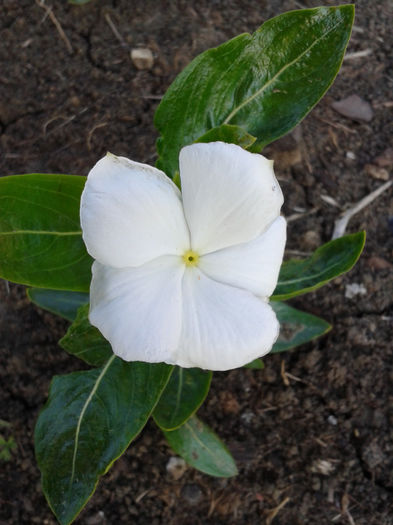 Vinca alb floare