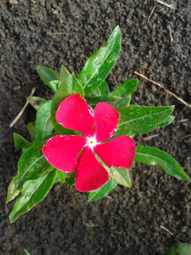 Vinca Rosu 1