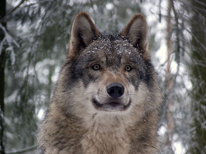 800px-Grey_wolf_P1130270 - wolves