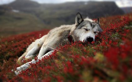 wolf-pup-wallpaper-alpha-and-omega-22404387-500-313 - wolves