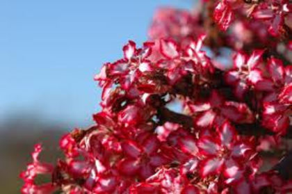 Explozie de flori - 2013-ADENIUM OBESUM-seminte