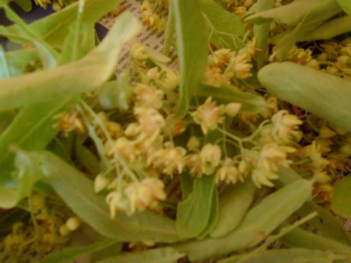 flori de tei puse la uscat