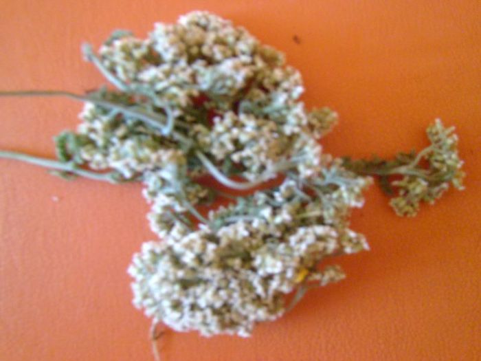 coada-soricelului pusa la uscat