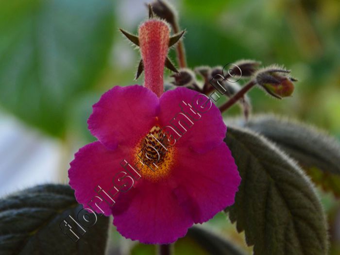 Achimenes Lady Lyttelton - ACHIMENES III