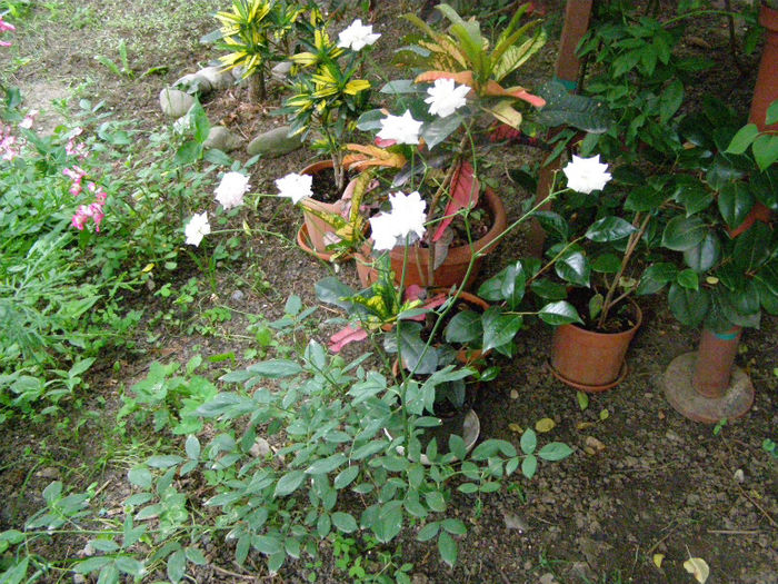 P1018378 - Gradina 2013