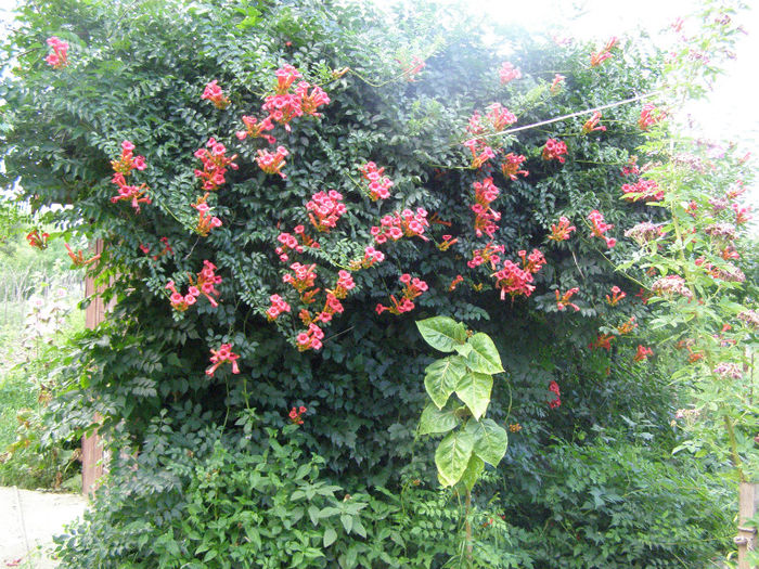 P1018425 - Gradina 2013