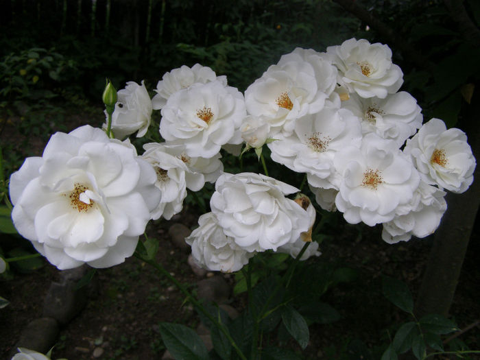 P1018381