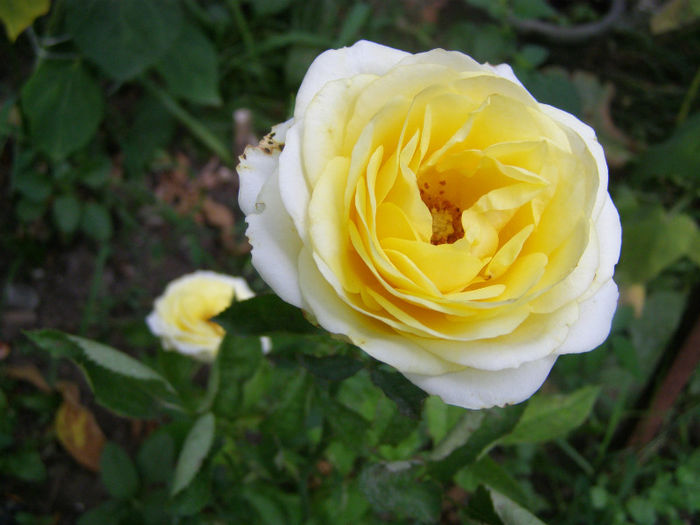P1018415