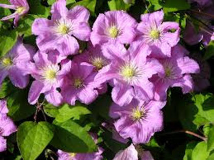 clematis comtesse de bouchaud